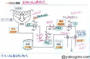 腎臓のネフロンと利尿薬の作用機序のイラスト 覚え方 薬ゴロ 薬学生の国試就活サイト