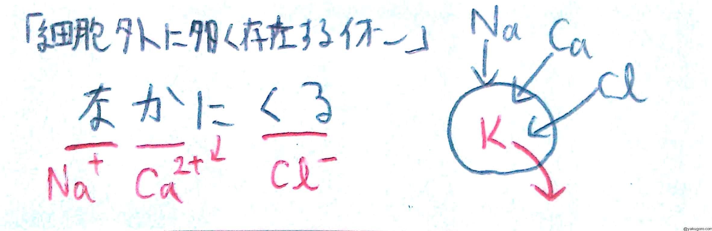 細胞内液と細胞外液のイオン濃度のゴロ 覚え方 薬ゴロ 薬学生の国試就活サイト