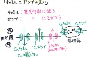 パパベリン作用を有する鎮痙薬のステム Verine 薬ゴロ 薬学生の国試就活サイト