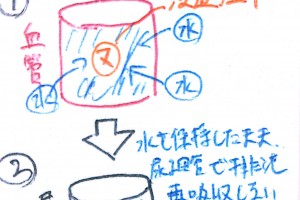 心臓の構造 動脈 静脈 弁 のイラスト 薬ゴロ 薬学生の国試就活サイト